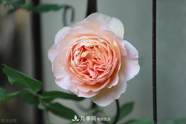 南方有些地區(qū)為什么養(yǎng)不好藤本月季？看著三個(gè)3個(gè)原因(圖2)