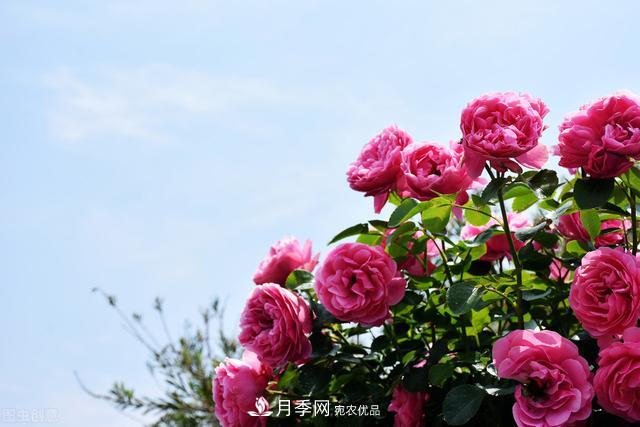 南方有些地區(qū)為什么養(yǎng)不好藤本月季？看著三個(gè)3個(gè)原因(圖4)