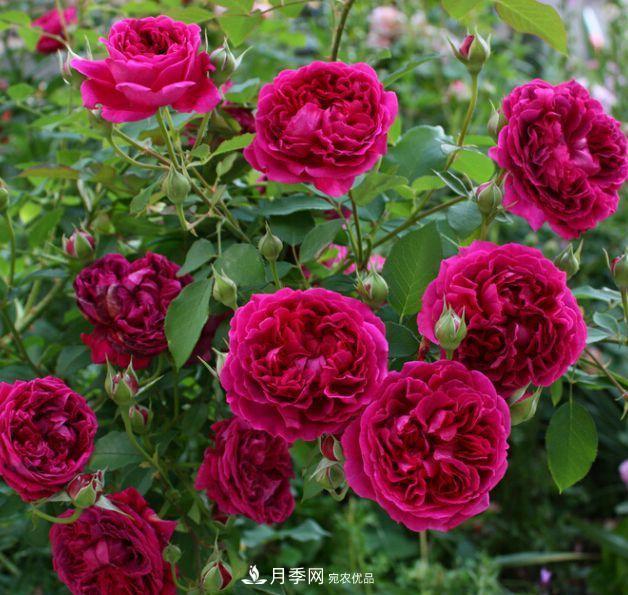 盤點(diǎn)30款又香又好看的月季，讓花園香氣迷人又美麗(圖4)