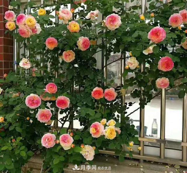 盤點(diǎn)30款又香又好看的月季，讓花園香氣迷人又美麗(圖5)