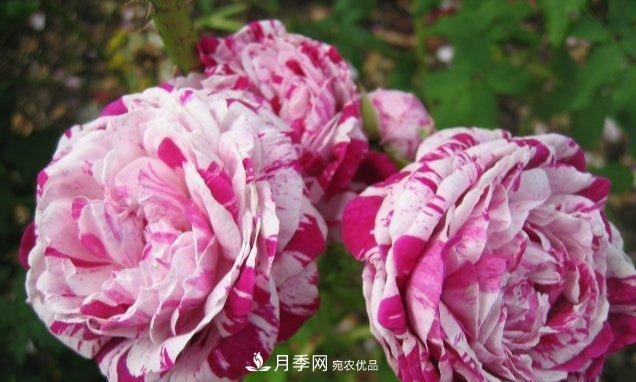 盤點(diǎn)30款又香又好看的月季，讓花園香氣迷人又美麗(圖3)