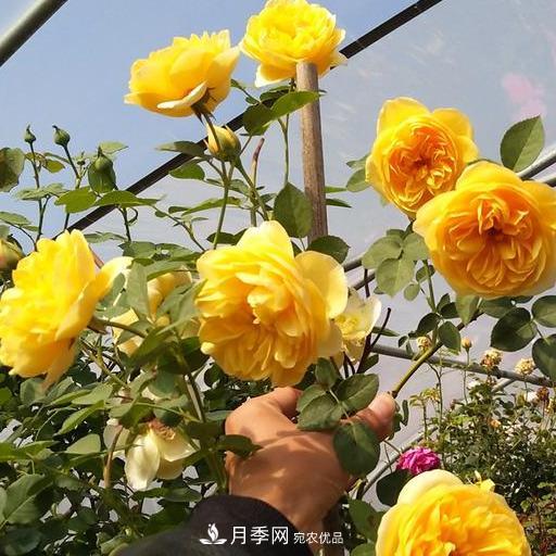 盤點(diǎn)30款又香又好看的月季，讓花園香氣迷人又美麗(圖8)