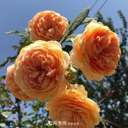 盤點(diǎn)30款又香又好看的月季，讓花園香氣迷人又美麗(圖9)