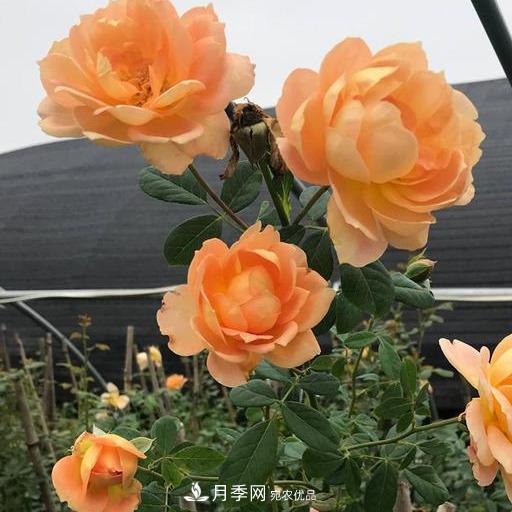 盤點(diǎn)30款又香又好看的月季，讓花園香氣迷人又美麗(圖11)