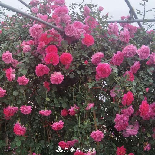 盤點(diǎn)30款又香又好看的月季，讓花園香氣迷人又美麗(圖7)