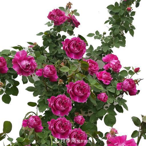 盤點(diǎn)30款又香又好看的月季，讓花園香氣迷人又美麗(圖10)