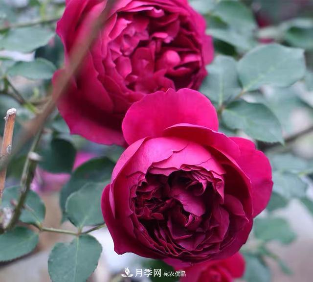 盤點(diǎn)30款又香又好看的月季，讓花園香氣迷人又美麗(圖17)