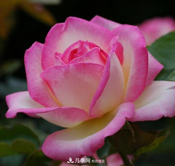 盤點(diǎn)30款又香又好看的月季，讓花園香氣迷人又美麗(圖16)
