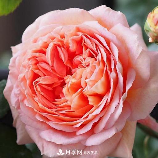 盤點(diǎn)30款又香又好看的月季，讓花園香氣迷人又美麗(圖15)