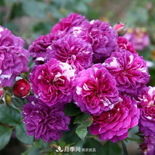 盤點(diǎn)30款又香又好看的月季，讓花園香氣迷人又美麗(圖13)