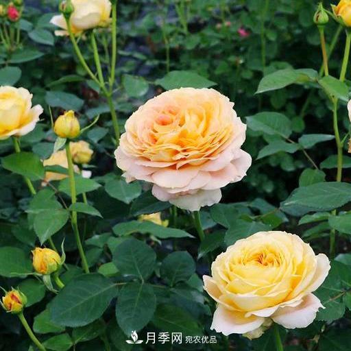 盤點(diǎn)30款又香又好看的月季，讓花園香氣迷人又美麗(圖14)