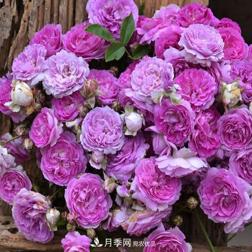 盤點(diǎn)30款又香又好看的月季，讓花園香氣迷人又美麗(圖22)