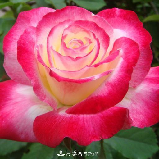 盤點(diǎn)30款又香又好看的月季，讓花園香氣迷人又美麗(圖23)
