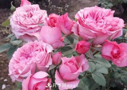 盤點(diǎn)30款又香又好看的月季，讓花園香氣迷人又美麗(圖29)