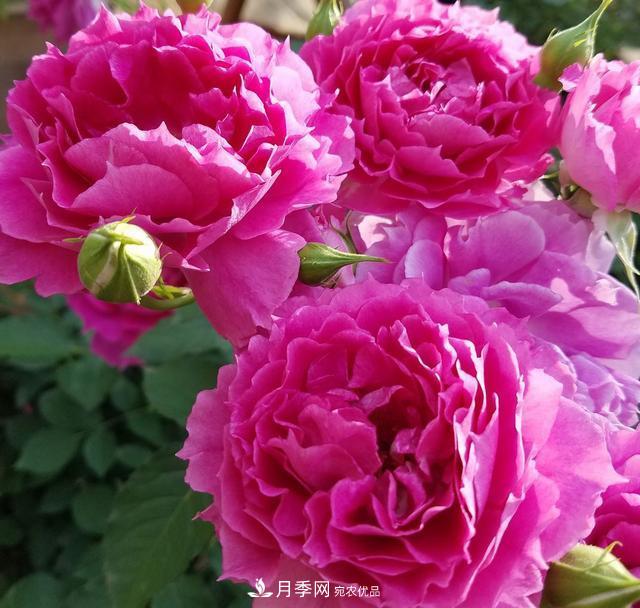 盤點(diǎn)30款又香又好看的月季，讓花園香氣迷人又美麗(圖26)