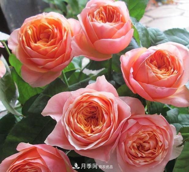 盤點(diǎn)30款又香又好看的月季，讓花園香氣迷人又美麗(圖28)