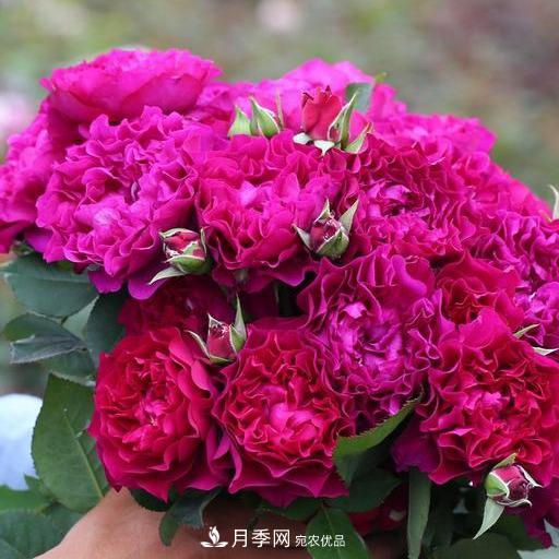 盤點(diǎn)30款又香又好看的月季，讓花園香氣迷人又美麗(圖25)