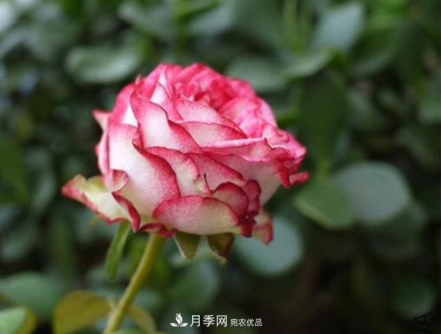 月季為什么老是死掉養(yǎng)不活？十大護(hù)身符趕緊拿走用(圖1)