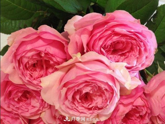 月季為什么老是死掉養(yǎng)不活？十大護(hù)身符趕緊拿走用(圖2)