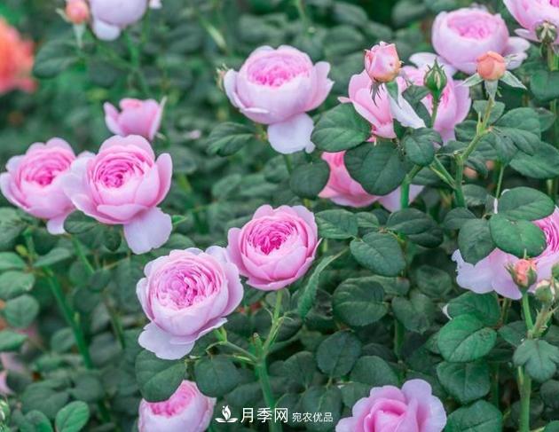 月季為什么老是死掉養(yǎng)不活？十大護(hù)身符趕緊拿走用(圖3)
