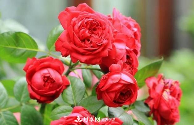 月季為什么老是死掉養(yǎng)不活？十大護(hù)身符趕緊拿走用(圖4)