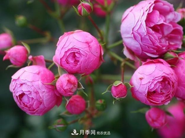 月季為什么老是死掉養(yǎng)不活？十大護(hù)身符趕緊拿走用(圖5)