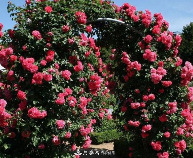 月季為什么老是死掉養(yǎng)不活？十大護(hù)身符趕緊拿走用(圖6)