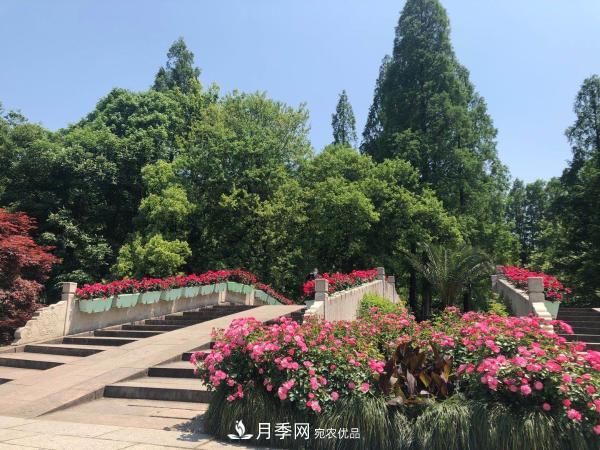 記錄第八屆杭州西湖月季花精品展暨郭莊玫昂月季文化交流展(圖5)