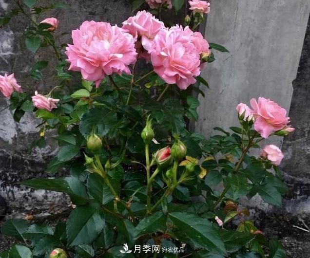 養(yǎng)月季有3個關(guān)鍵的重點，10天萌發(fā)出新花苞，一年四季都開花(圖4)