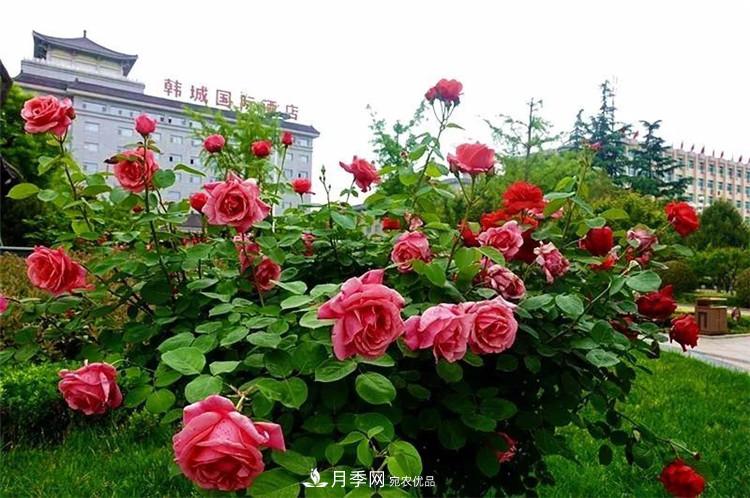 記錄陜西韓城第二屆月季文化產(chǎn)業(yè)發(fā)展大會(圖1)