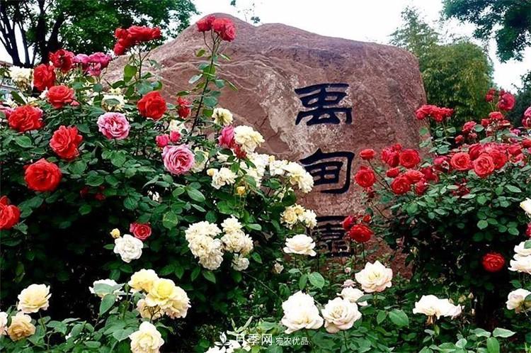 記錄陜西韓城第二屆月季文化產(chǎn)業(yè)發(fā)展大會(圖3)