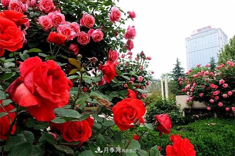 記錄陜西韓城第二屆月季文化產(chǎn)業(yè)發(fā)展大會(圖5)