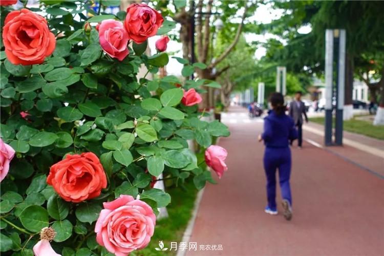 記錄陜西韓城第二屆月季文化產(chǎn)業(yè)發(fā)展大會(圖7)