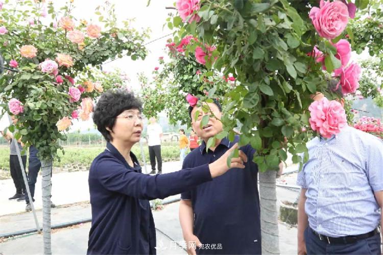 記錄陜西韓城第二屆月季文化產(chǎn)業(yè)發(fā)展大會(圖6)