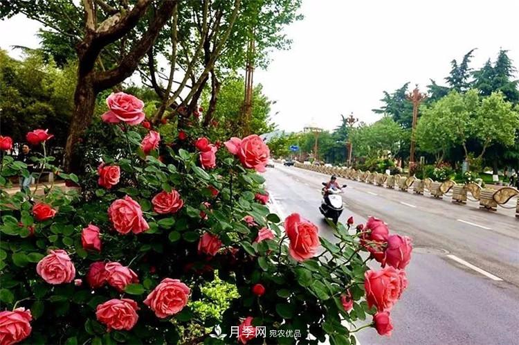記錄陜西韓城第二屆月季文化產(chǎn)業(yè)發(fā)展大會(圖8)