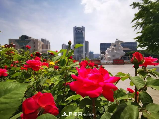 太原將種植月季、玫瑰等花卉百萬株 打造玫瑰之城浪漫之都(圖1)