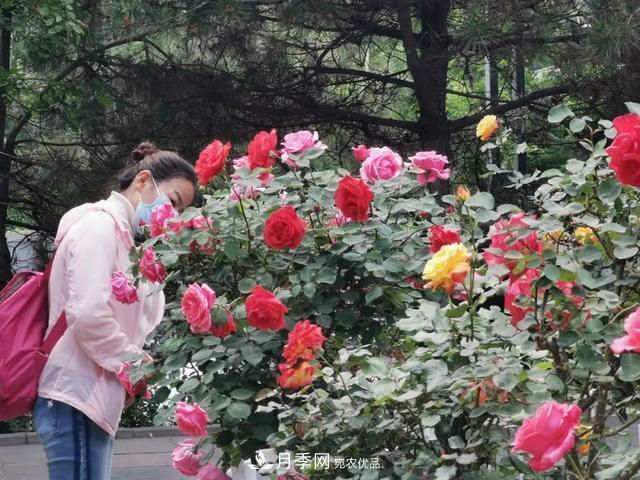 太原將種植月季、玫瑰等花卉百萬株 打造玫瑰之城浪漫之都(圖2)