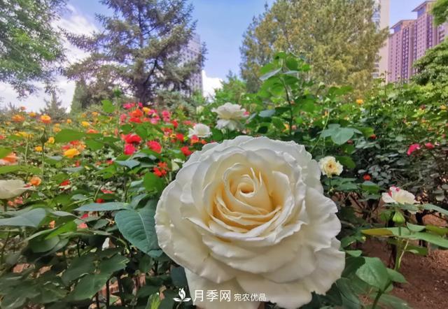 太原將種植月季、玫瑰等花卉百萬株 打造玫瑰之城浪漫之都(圖3)