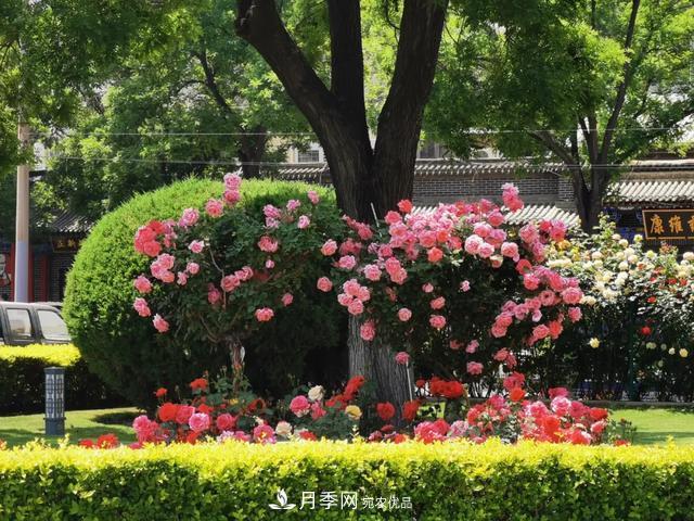 太原將種植月季、玫瑰等花卉百萬株 打造玫瑰之城浪漫之都(圖4)