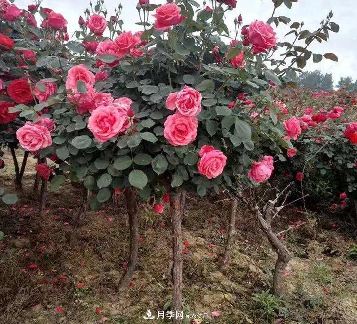 如何用紅龍月季培育原生月季樹？(圖2)