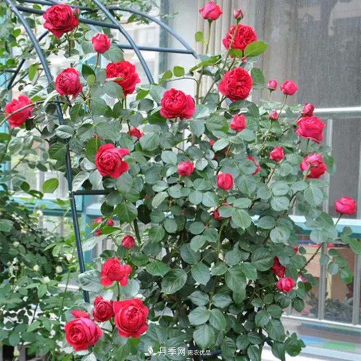 如何用紅龍月季培育原生月季樹？(圖1)