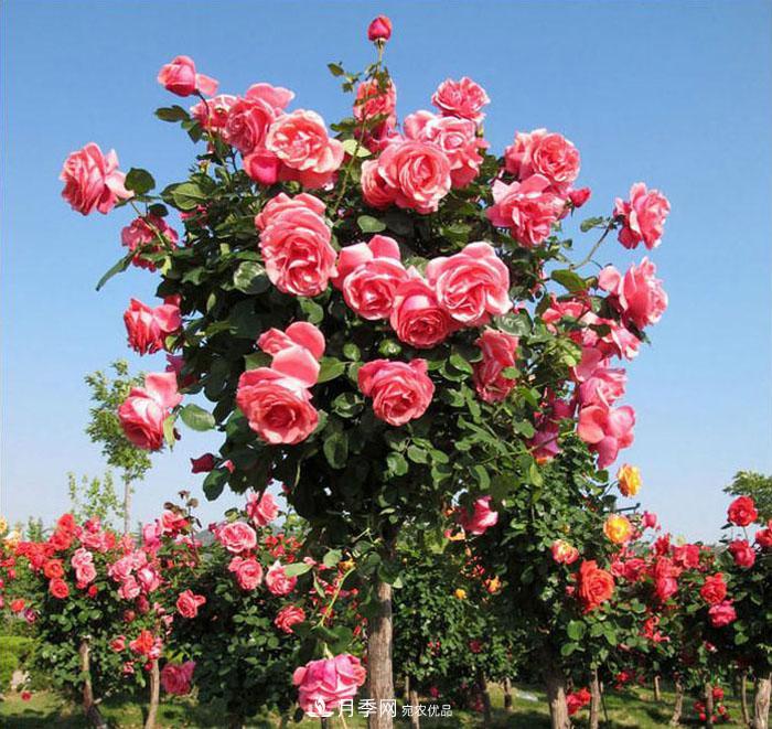 怎么養(yǎng)好月季樹(shù)？做好這幾點(diǎn)，開(kāi)花朵朵不倒伏值得擁有(圖3)