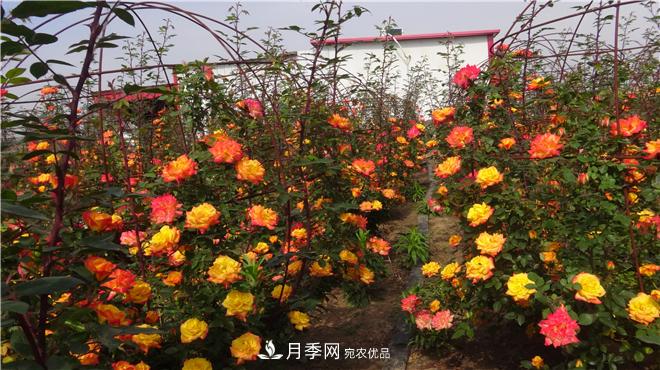 南陽方城縣發(fā)展月季花木產(chǎn)業(yè)助力鄉(xiāng)村振興致富(圖3)