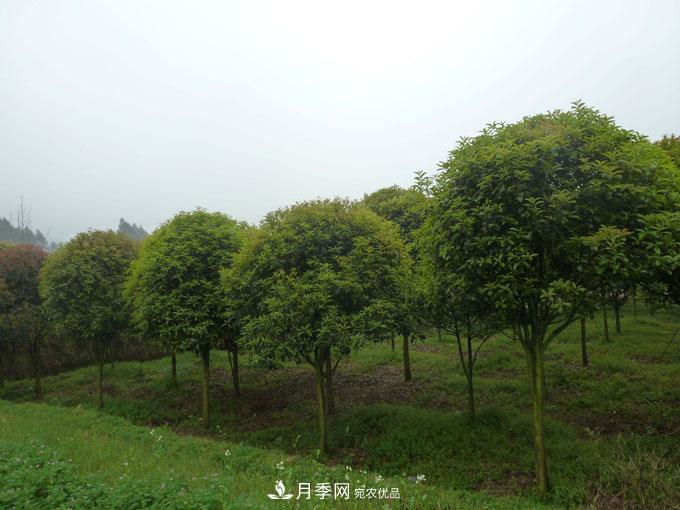 造林工程機(jī)遇，想賺錢的苗木人千萬別錯(cuò)過這個(gè)機(jī)會(huì)(圖1)
