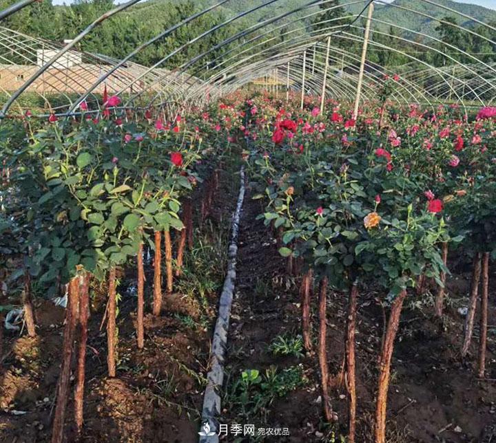 6公分的月季樹市場報價是多少錢，看月季樹基地怎么說(圖6)