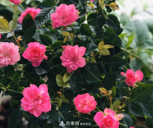 新手買月季花，避開這個(gè)坑，不然會(huì)吃虧(圖5)