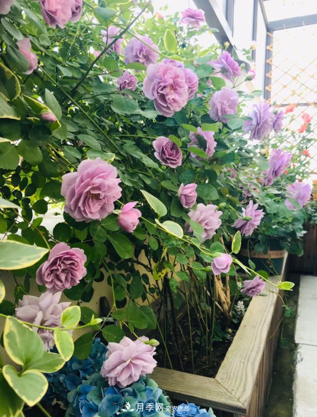 新手買月季花，避開這個(gè)坑，不然會(huì)吃虧(圖1)