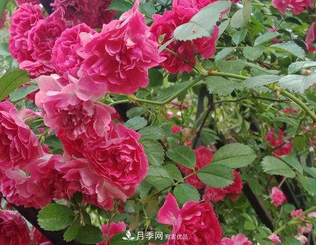 新手買月季花，避開這個(gè)坑，不然會(huì)吃虧(圖2)