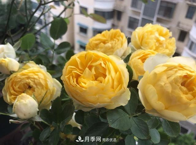 新手買月季花，避開這個(gè)坑，不然會(huì)吃虧(圖4)