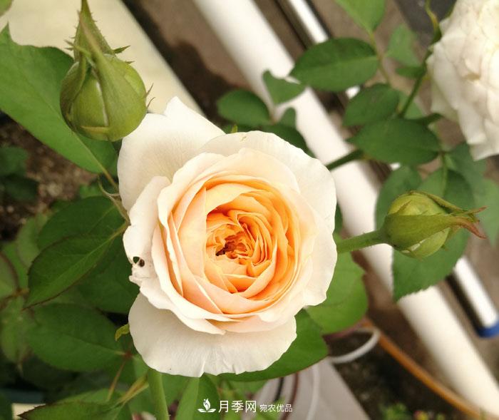 朱麗葉（Juliet）月季——值得養(yǎng)護的切花月季品種(圖2)